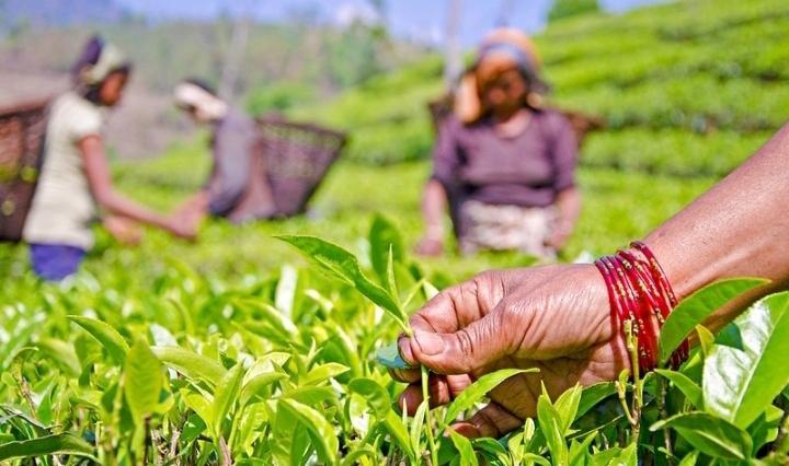 Nepal to resume tea export as New Delhi changes rules