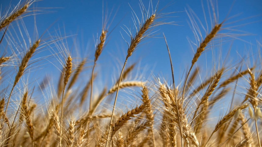 India: India considers wheat exports to Bangladesh, 4 other countries