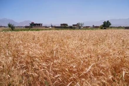Afghanistan: World Bank Provides $150M to FAO for Afghanistan