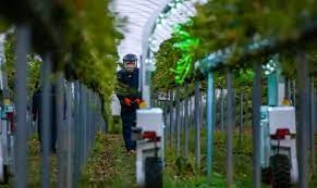 Indonesian farm workers left stranded in debt in UK, embassy warns