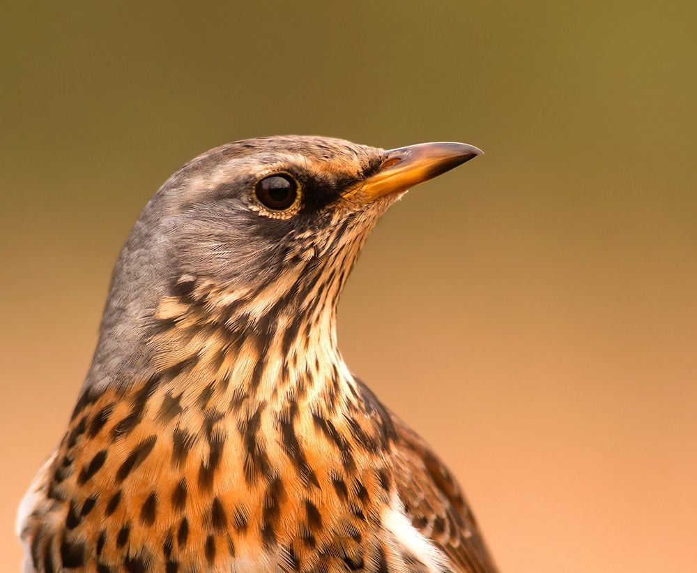 Long-tailed thrush detected for first time in Chitwan National Park