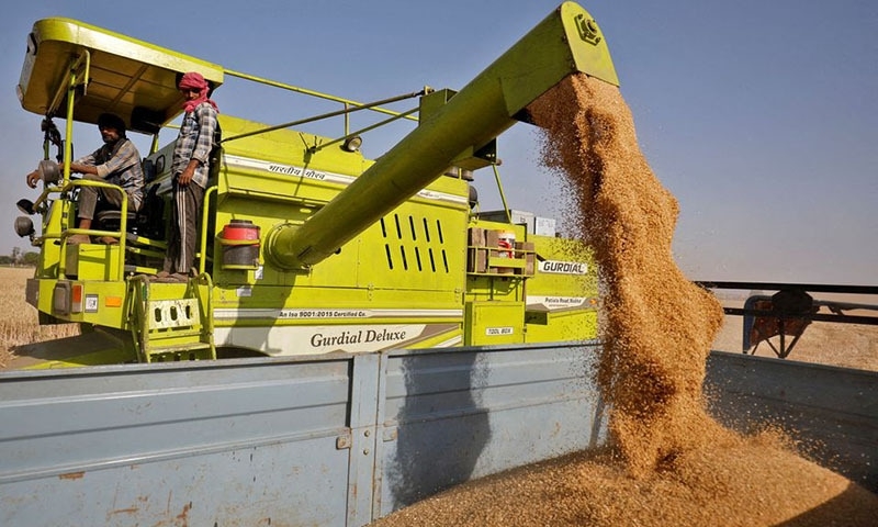 India: India bans wheat exports as heatwave hurts crop, domestic prices soarf